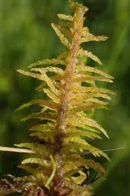 Attēlu rezultāti vaicājumam “Helodium blandowii”