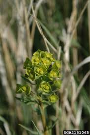 Attēlu rezultāti vaicājumam “Euphorbia virgata flower”