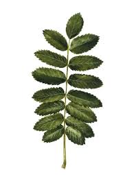 Attēlu rezultāti vaicājumam “Sorbus aucuparia leaf”