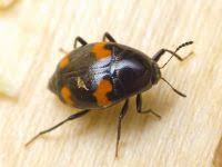 Attēlu rezultāti vaicājumam “Scaphidium quadrimaculatum”