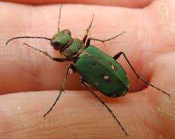 Attēlu rezultāti vaicājumam “Cicindela campestris imago”