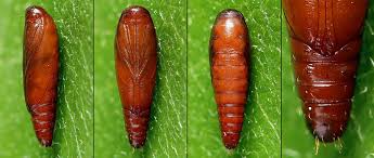 Attēlu rezultāti vaicājumam “Gelechia rhombella”