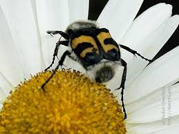 Attēlu rezultāti vaicājumam “Trichius fasciatus imago”