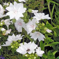 Attēlu rezultāti vaicājumam “Malva moschata leaf”