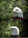 Digiscoping Primer