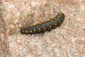 Attēlu rezultāti vaicājumam “Cucullia lucifuga”