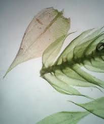 Attēlu rezultāti vaicājumam “Brachythecium salebrosum”