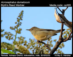 Attēlu rezultāti vaicājumam “Acrocephalus dumetorum”