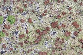 Attēlu rezultāti vaicājumam “Baeomyces rufus”