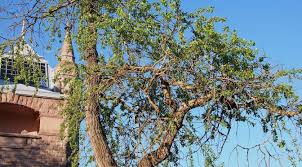 Attēlu rezultāti vaicājumam “Populus laurifolia”