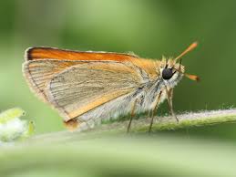 Attēlu rezultāti vaicājumam “Thymelicus sylvestris underside”