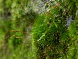 Attēlu rezultāti vaicājumam “Dicranum bergeri”