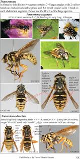 Attēlu rezultāti vaicājumam “Temnostoma vespiforme”