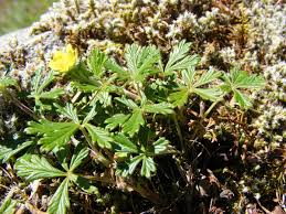 Image result for Potentilla argentea