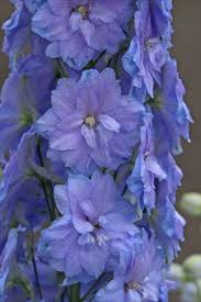 Attēlu rezultāti vaicājumam “Delphinium elatum  flower”
