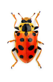 Attēlu rezultāti vaicājumam “Hippodamia tredecimpunctata”