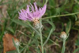 Attēlu rezultāti vaicājumam “Centaurea jacea fruit”