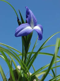 Image result for tillandsia umbellata