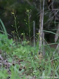Attēlu rezultāti vaicājumam “Draba nemorosa fruit”