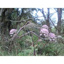 Attēlu rezultāti vaicājumam “Angelica sylvestris flower”