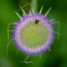 Attēlu rezultāti vaicājumam “Dipsacus fullonum flower”