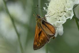 Attēlu rezultāti vaicājumam “Ochlodes sylvanus male”