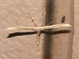 Attēlu rezultāti vaicājumam “Platyptilia sp.”