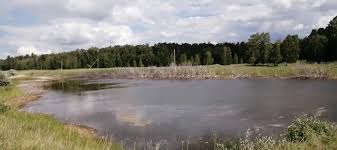 Attēlu rezultāti vaicājumam “Juncus nastanthus”