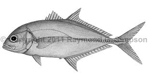 Image result for Caranx latus