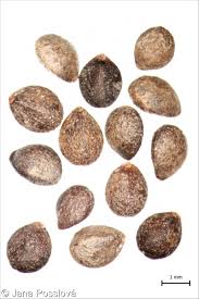 Attēlu rezultāti vaicājumam “Stachys sylvatica bud”