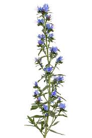 Attēlu rezultāti vaicājumam “Echium vulgare bud”