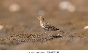 Image result for Anthus cervinus