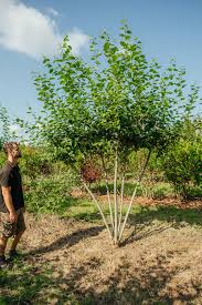 Attēlu rezultāti vaicājumam “Salix caprea”