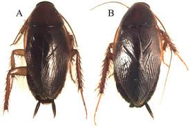 Attēlu rezultāti vaicājumam “Blattoptera”