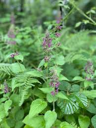 Attēlu rezultāti vaicājumam “Stachys palustris fruit”