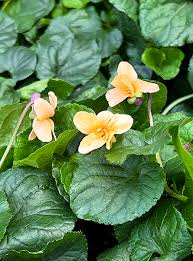 Image result for Viola odorata