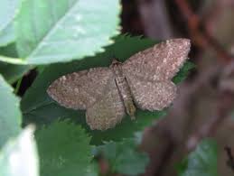 Attēlu rezultāti vaicājumam “Anticollix sparsata”