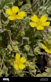 Attēlu rezultāti vaicājumam “Potentilla arenaria leaf”