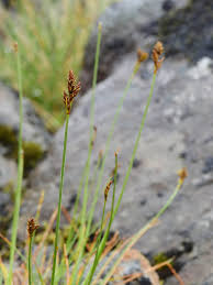 Attēlu rezultāti vaicājumam “Carex lepidocarpa fruit”