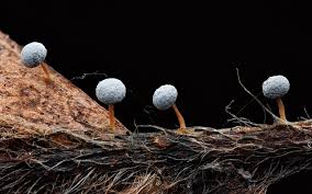 Attēlu rezultāti vaicājumam “Physarum album young”