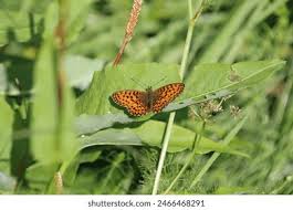 Attēlu rezultāti vaicājumam “Boloria titania underside”