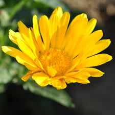 Attēlu rezultāti vaicājumam “Calendula officinalis flower”