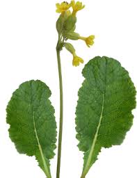 Attēlu rezultāti vaicājumam “Primula veris leaf”