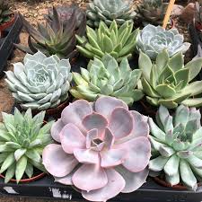 Image result for Mehikasvi