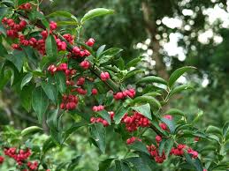 Attēlu rezultāti vaicājumam “Euonymus europaeus”