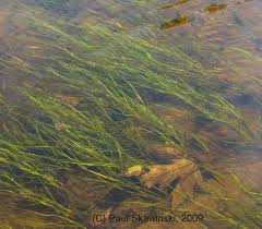 Attēlu rezultāti vaicājumam “Stuckenia pectinata leaf”