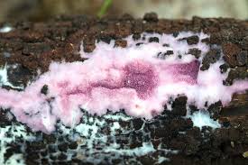 Attēlu rezultāti vaicājumam “Ceriporia purpurea”