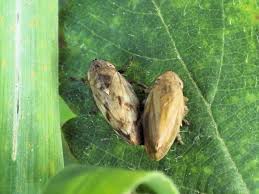 Attēlu rezultāti vaicājumam “Philaenus spumarius”