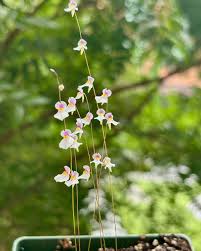 Attēlu rezultāti vaicājumam “Utricularia minor leaf”
