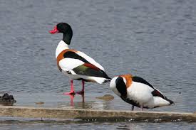 Attēlu rezultāti vaicājumam “Tadorna tadorna male”